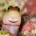 blenny_lubbocks_pb_phi_h_0048_tha0454.jpg
